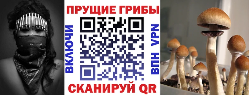Галлюциногенные грибы Psilocybine cubensis  где продают   Шимановск 